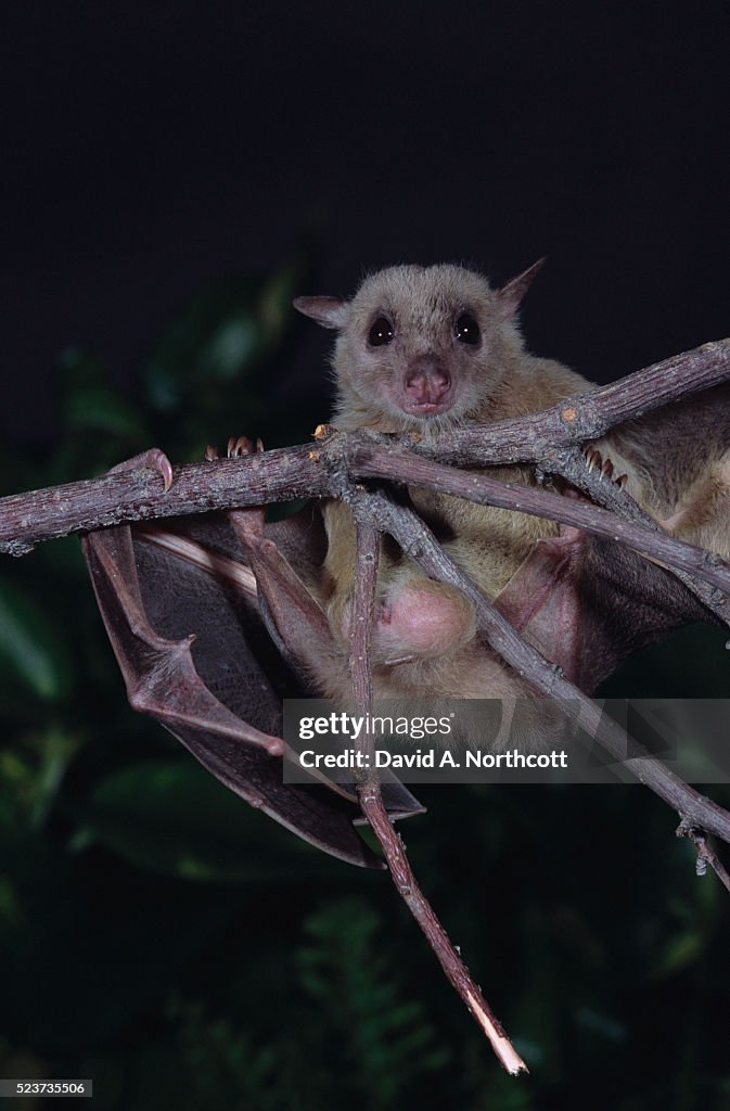 African Fruit Bat