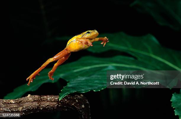 jumping arrowhead reed frog - frog jump stock pictures, royalty-free photos & images