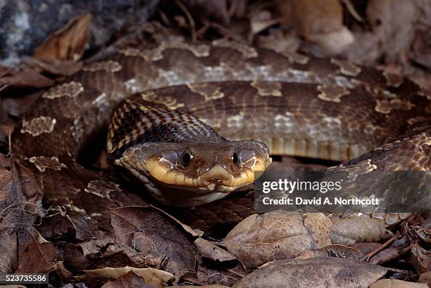 eastern hognose snake on leaves - hognose snake fotografías e imágenes de stock