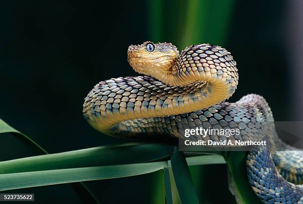 rough scaled bush viper preparing to strike - viper stockfoto's en -beelden