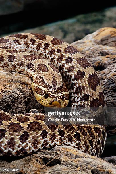 plains hognose snake - hognose snake fotografías e imágenes de stock