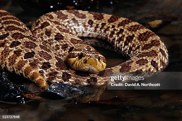 plains hognose snake resting in water - hognose snake stock-fotos und bilder