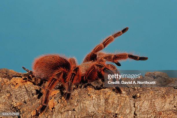 chilean rose hair tarantula on a log - tarantula stock pictures, royalty-free photos & images