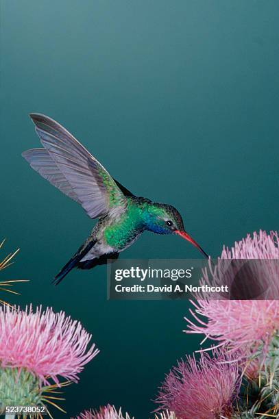 broad-billed hummingbird feeding from thistle - hummingbird stock pictures, royalty-free photos & images