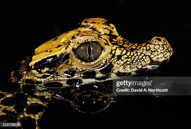 west african dwarf crocodile - african dwarf crocodile stock pictures, royalty-free photos & images