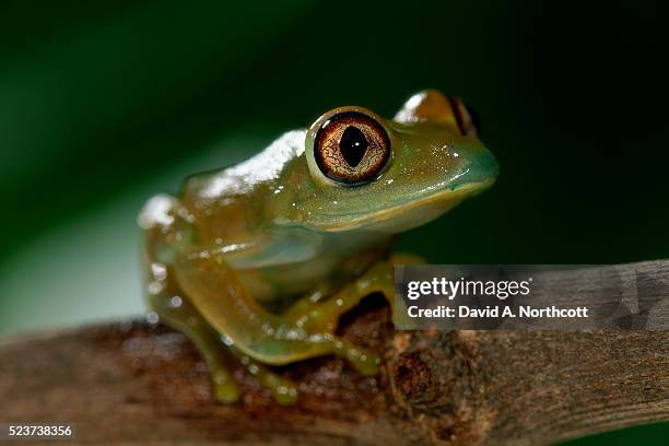 glass frog perched on branch - glass frog stock pictures, royalty-free photos & images