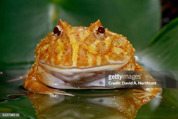 albino chacoan horned frog - horned frog stock pictures, royalty-free photos & images