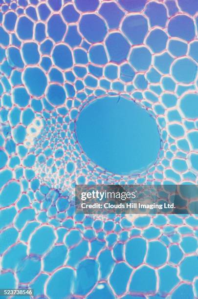 vascular bundle in plant stem - 1970s background stock pictures, royalty-free photos & images