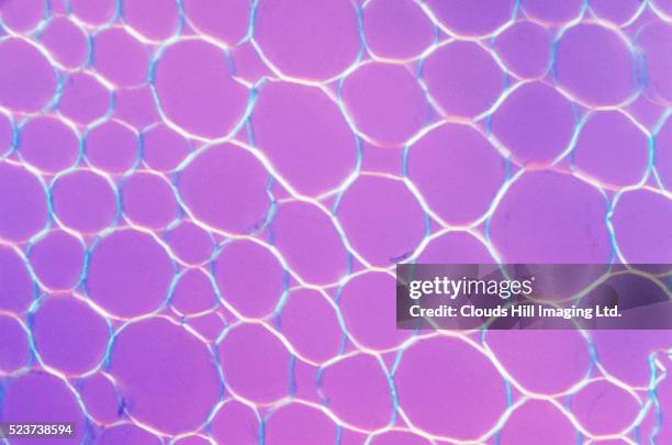 packing tissue from maize root - parenchyma stock pictures, royalty-free photos & images