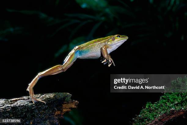 western green tree frog leaping from tree trunk - frog jump stock pictures, royalty-free photos & images