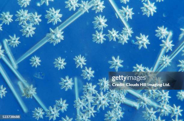 sponge spicules - spicule stock pictures, royalty-free photos & images