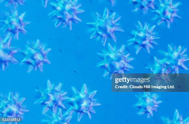 sponge spicules - spicule stock pictures, royalty-free photos & images