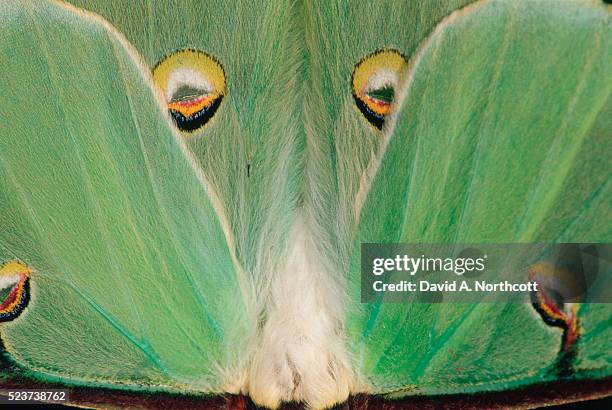 wings of a luna moth - luna moth - fotografias e filmes do acervo