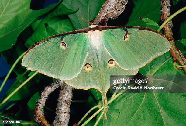 luna moth on a branch - luna moth - fotografias e filmes do acervo