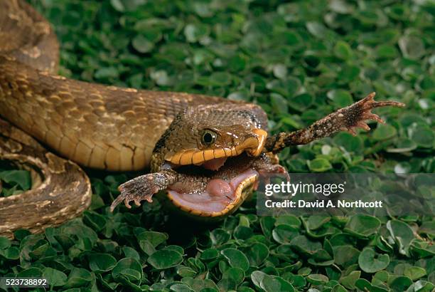 hognose snake swallowing a toad - hognose snake stock-fotos und bilder