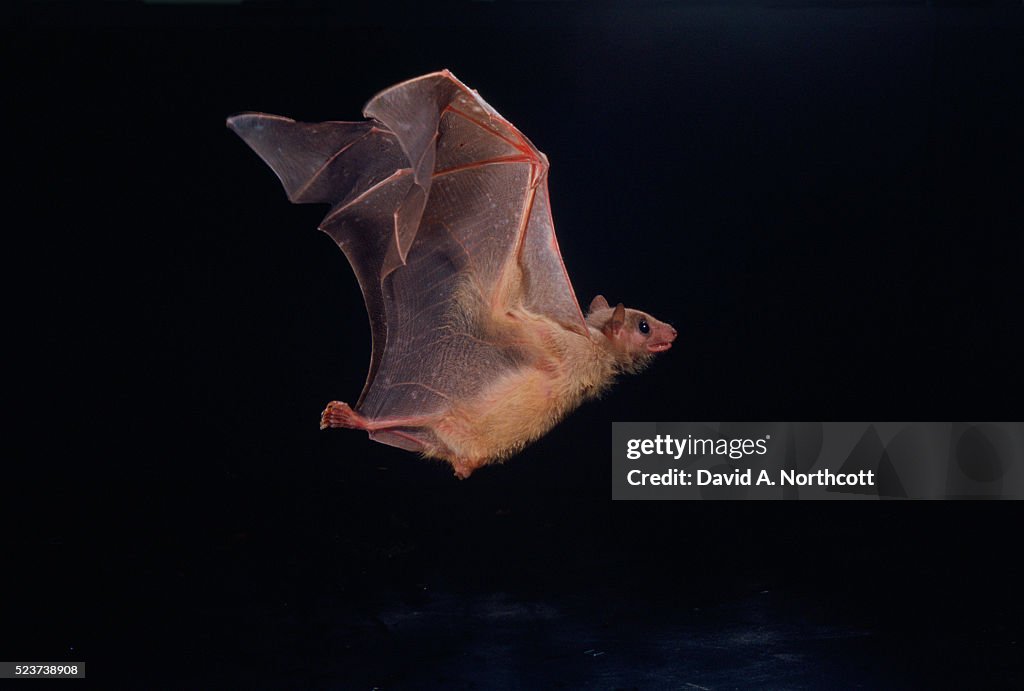 Egyptian Fruit Bat Flying