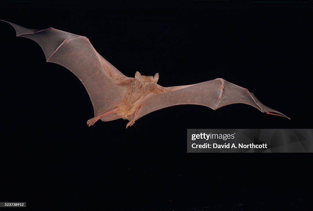 Egyptian Fruit Bat Flying