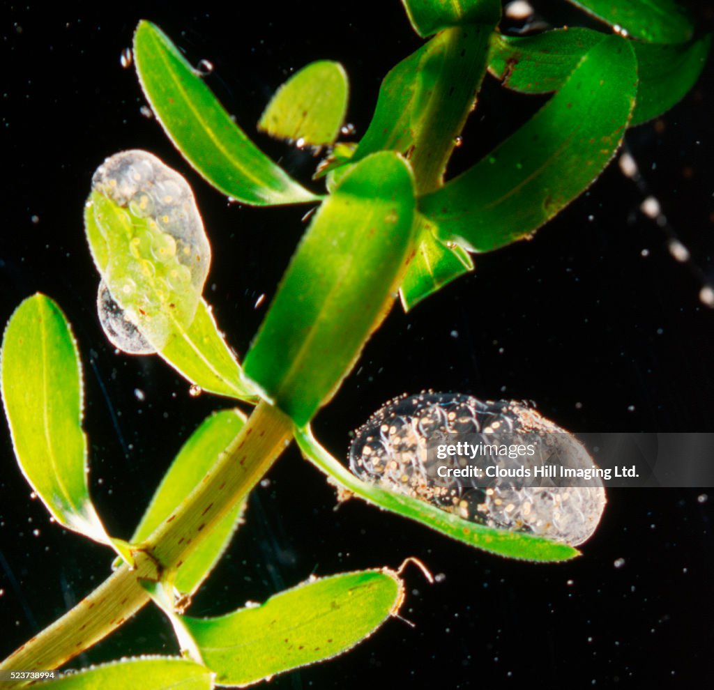 Snail Eggs on Pond Weed