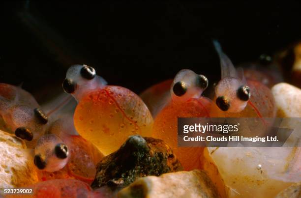 newly hatched brown trout - brown trout stock pictures, royalty-free photos & images