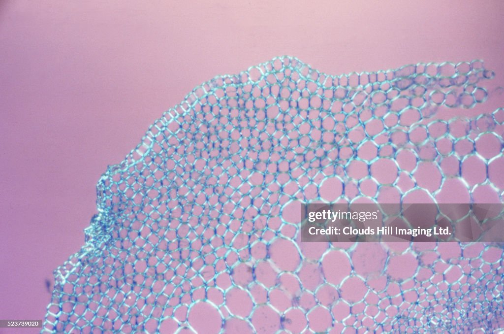Weasel's Snout Collenchyma