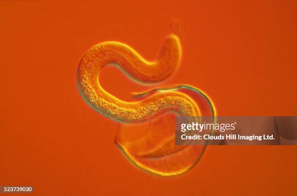 roundworm hatching from egg - nematode worm stockfoto's en -beelden