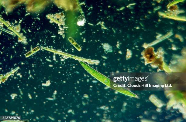 desmids, diatoms and euglena - eukaryote stock pictures, royalty-free photos & images