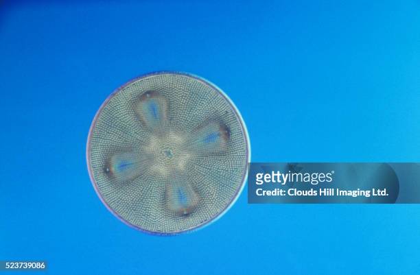 aulacodiscur farmosus algae - diatom stock pictures, royalty-free photos & images