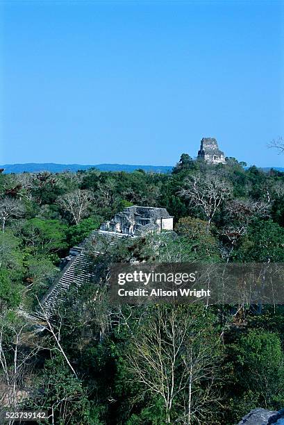 forest concealing pyramids at tikal - archéologie photos et images de collection