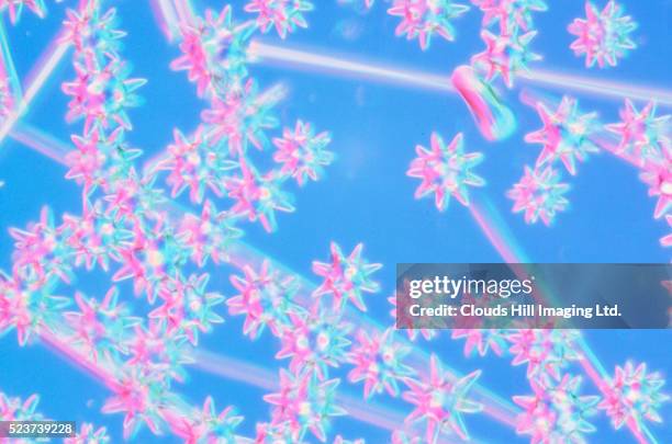 sponge spicules - spicule stock pictures, royalty-free photos & images