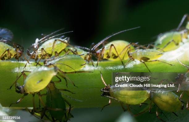 aphids - aphid stock-fotos und bilder