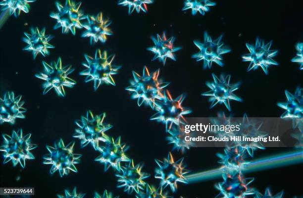 sponge spicules magnified 160x - spicule stock pictures, royalty-free photos & images