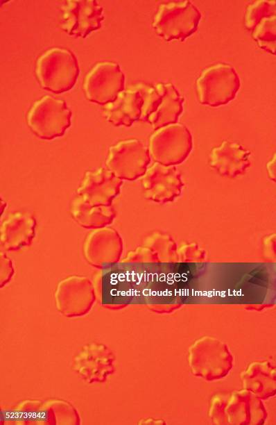 red blood cells - red blood cell stock pictures, royalty-free photos & images