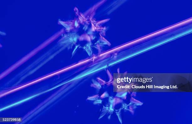 sponge spicules - spicule stock pictures, royalty-free photos & images