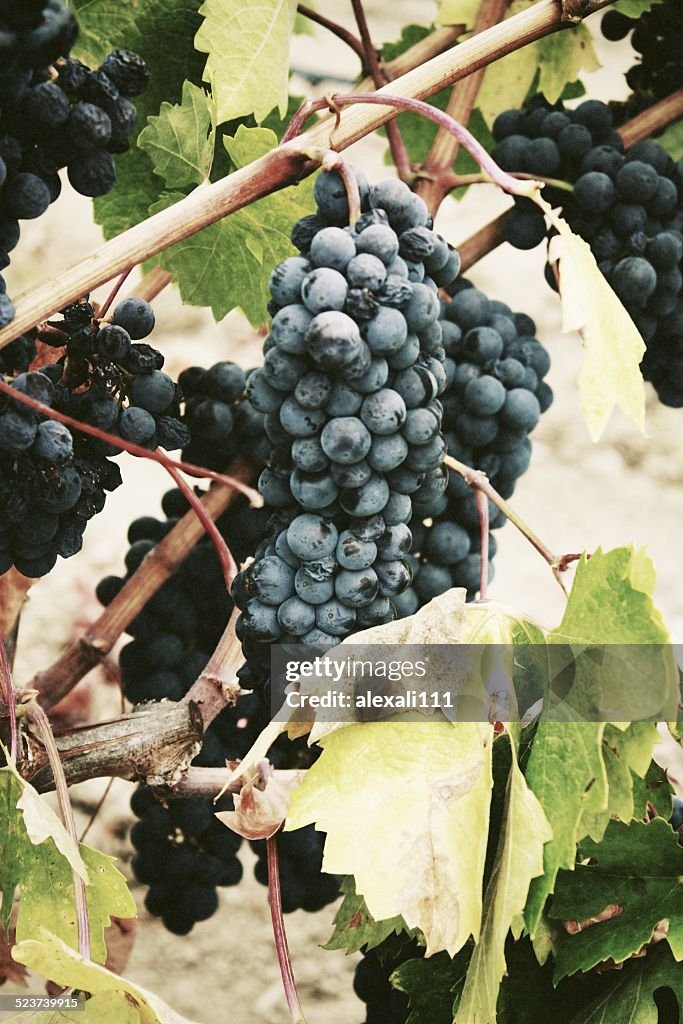 Black Grapes Bunch