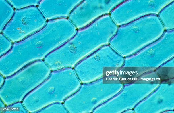 onion skin cells - célula imagens e fotografias de stock
