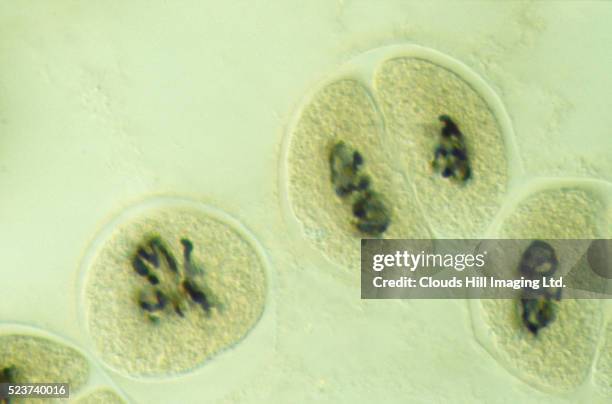 prophase for bluebell - celdeling stockfoto's en -beelden