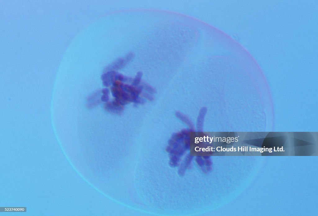 Anaphase I For Bluebell