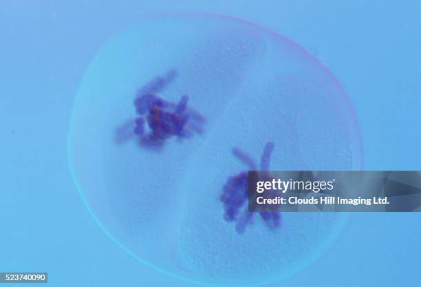 anaphase i for bluebell - anáfase imagens e fotografias de stock