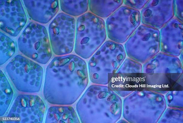 plant cells - micro stockfoto's en -beelden