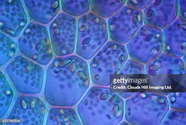plant cells - biological cell stock pictures, royalty-free photos & images