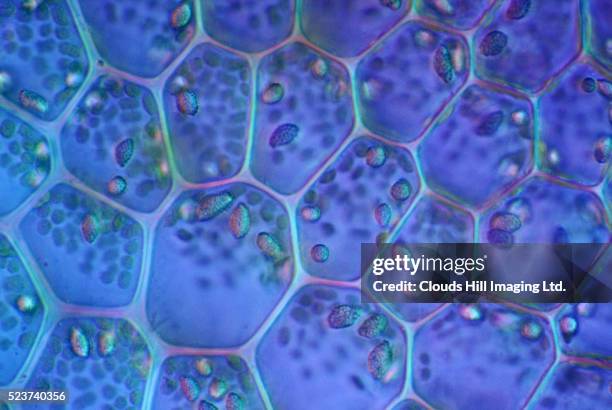 plant cells - microbiology stock pictures, royalty-free photos & images