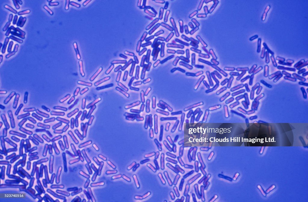 Bacilli Bacteria