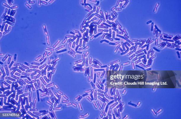 bacilli bacteria - 菌 個照片及圖片檔