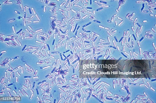 Bacillus Bacteria Bacillus Bacteria