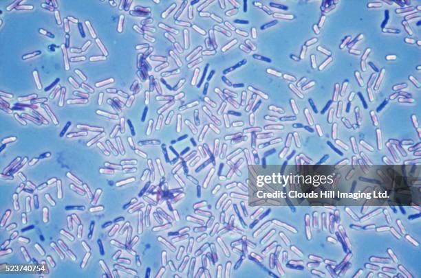 bacillus bacteria - bacillus subtilis stockfoto's en -beelden