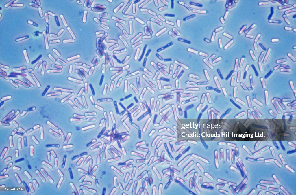 Bacillus Bacteria