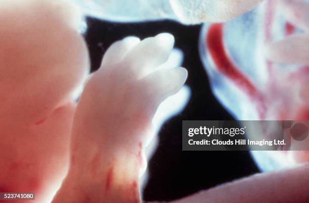 paws of rat embryo - human embryo stock-fotos und bilder