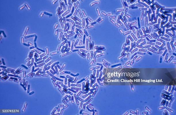 bacillus bacteria - bacillus subtilis stockfoto's en -beelden