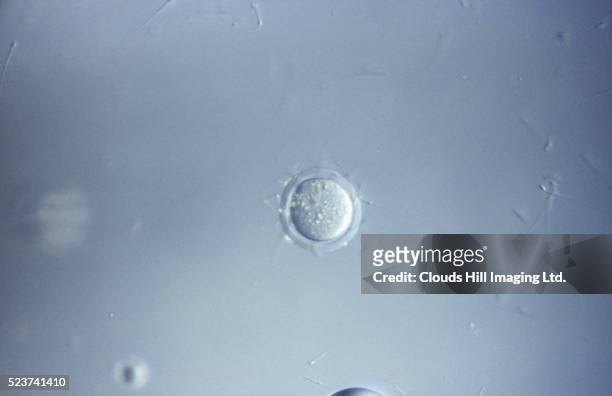 fertilization of mouse ovum - human egg stockfoto's en -beelden