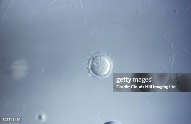 fertilization of mouse ovum - human egg stock pictures, royalty-free photos & images